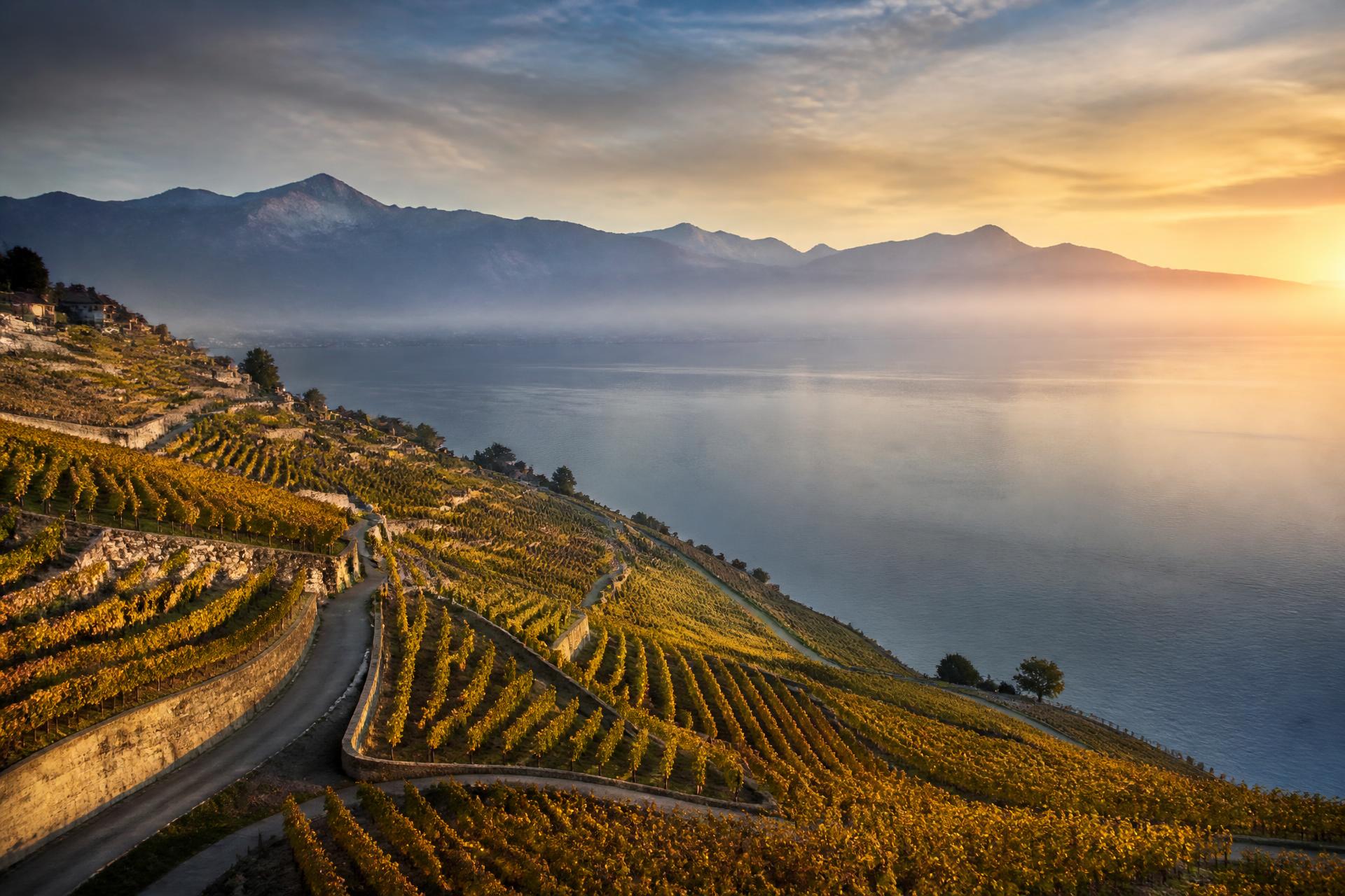Vignoble en terrasses de Lavaux surplombant le lac Léman au lever du jour